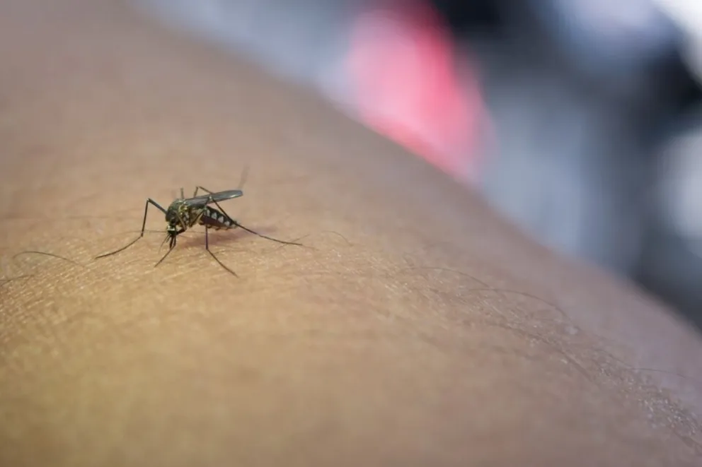 Instan a la población a reforzar los cuidados para prevenir las “enfermedades transmitidas por el mosquito Aedes aegypti”.