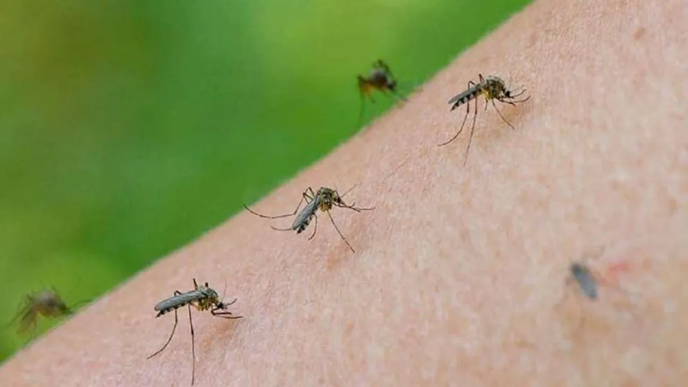 El dengue se vuelve un problema para todo el país.